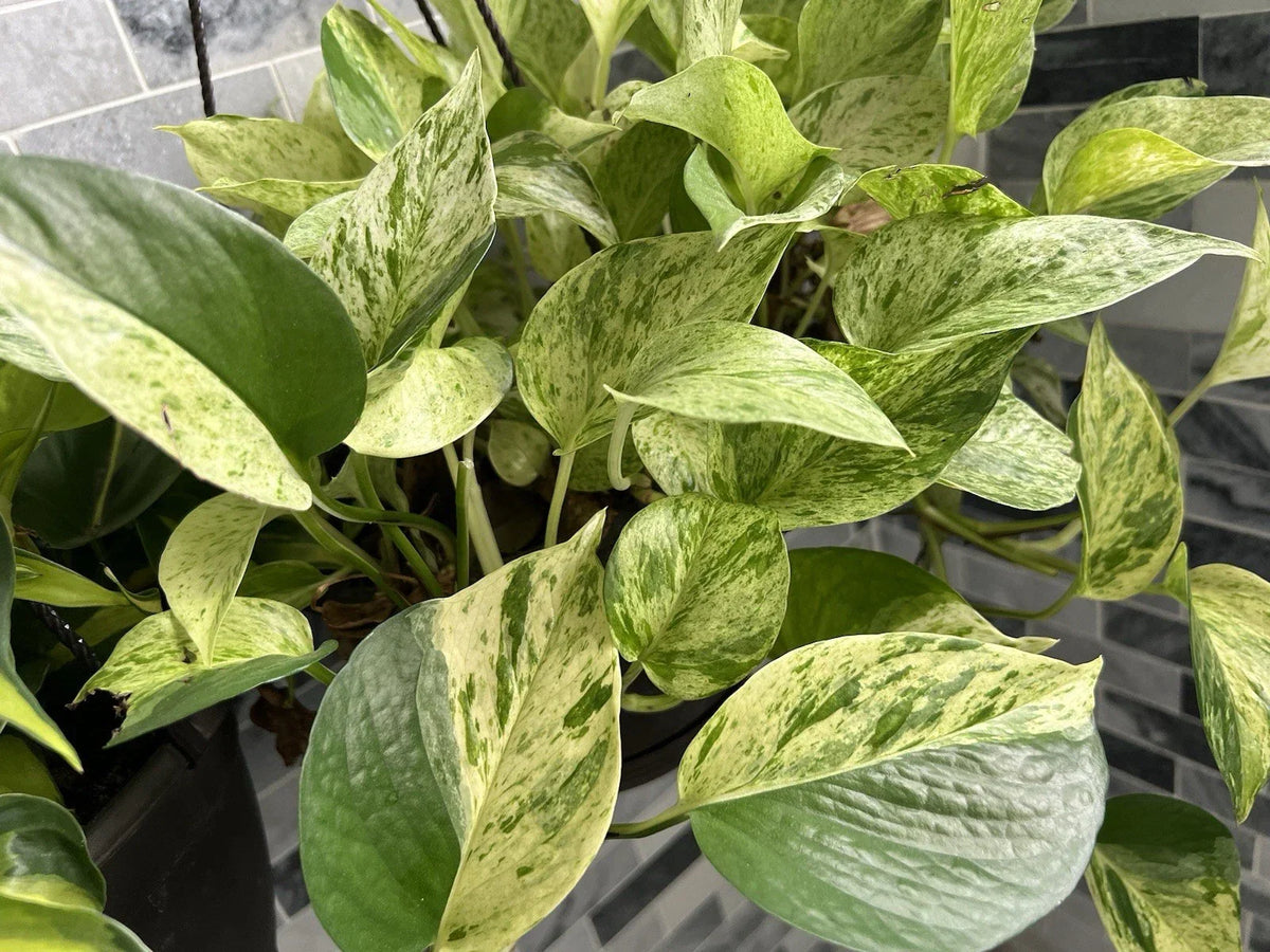 Marble Queen Pothos Cuttings Bundle - 3 Variegated Epipremnum aureum Plants for Indoor Trailing Growth