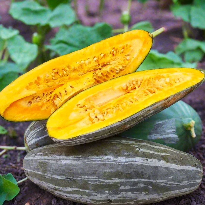 Guatemalan Blue Banana Squash Seeds | Heirloom Cucurbita maxima | Blue-Green Vining Pumpkin for Roasting & Baking