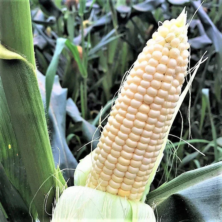 Stowell's Evergreen Sweet Corn Seeds - American White Hominy Zea mays 2025 Planting