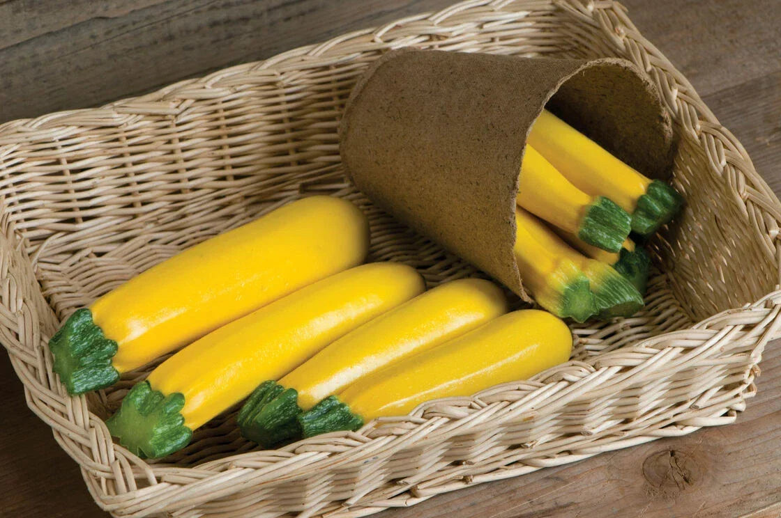 Goldy Squash Seeds - 10 Pack - Golden Zucchini Cucurbita pepo
