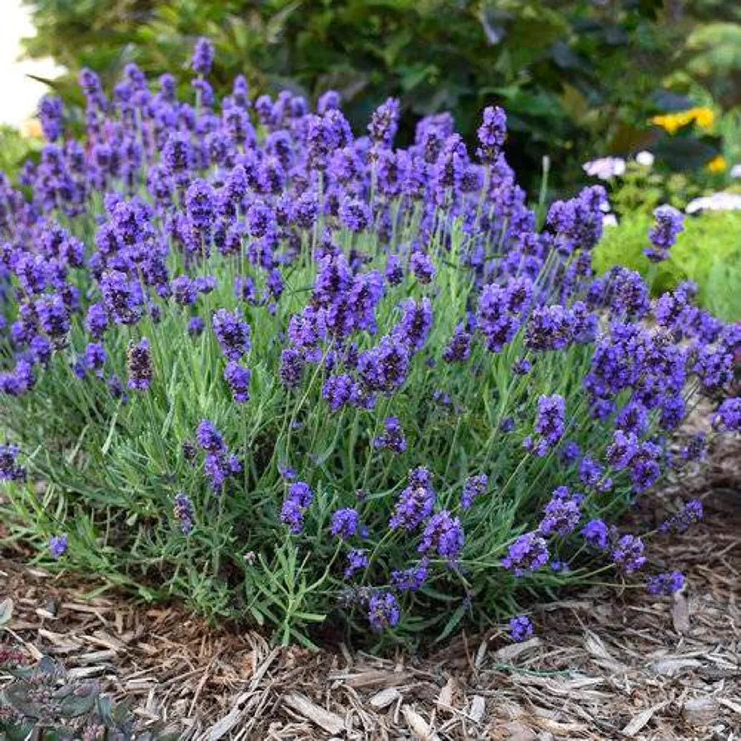 Lavender Flower Seeds - 20 Fresh Purple Blooms - Lavandula angustifolia - Drought-Tolerant, Fragrant, Garden & Pot Planting