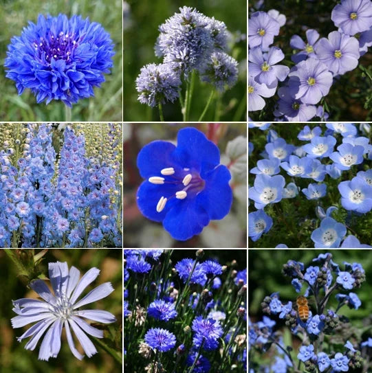 Blue Wildflower Seeds Mix – 9 Species Multi-Color Wildflower Blend for Pollinators, Non-GMO Seed Pack