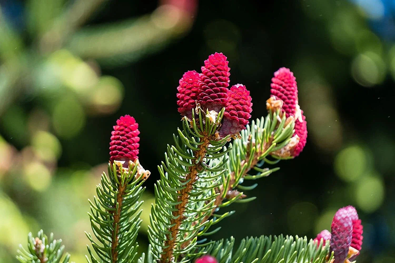 30 Red Spruce Tree Seeds Picea Rubens Evergreen Conifer for Reforestation & Landscaping