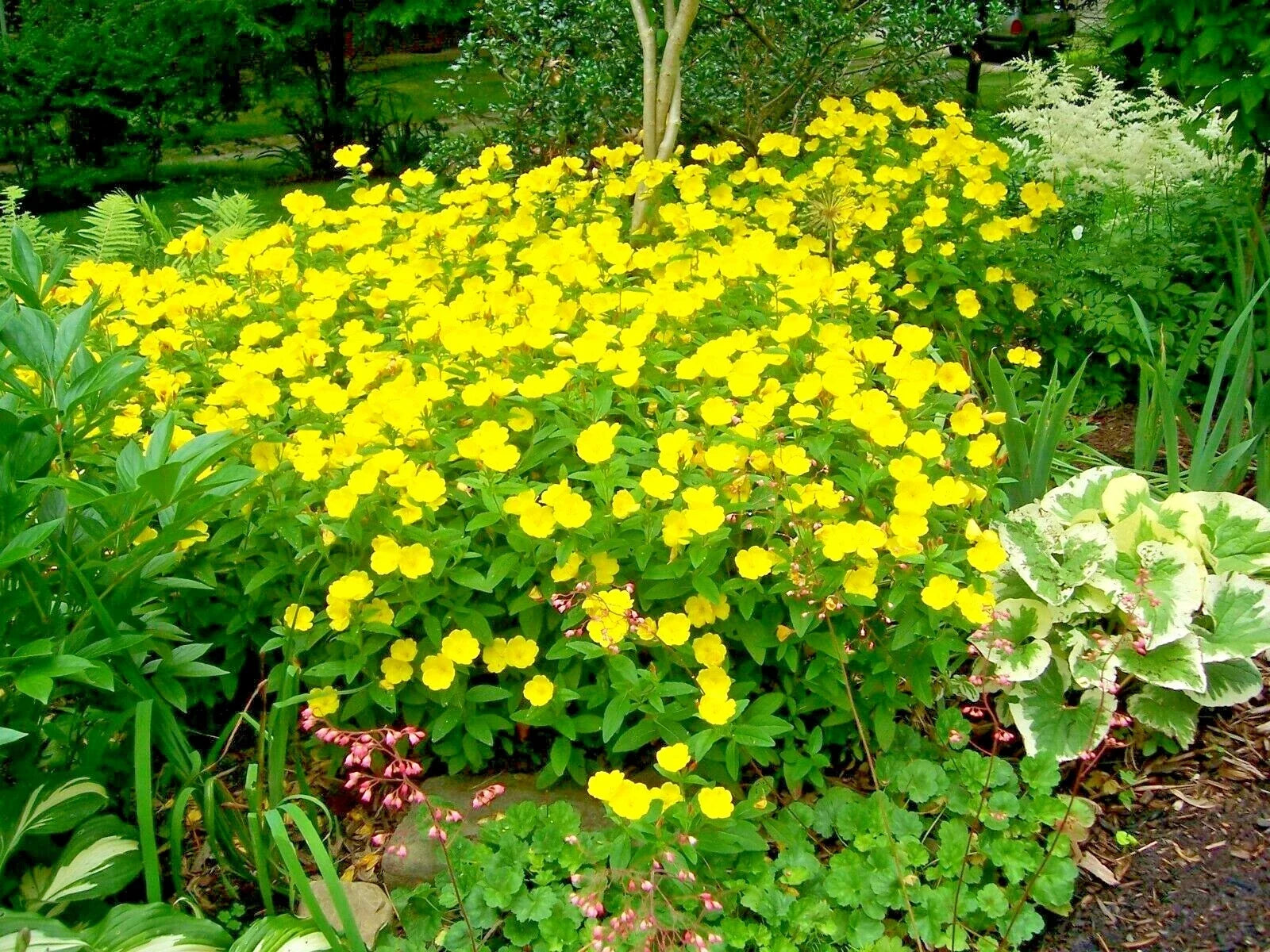 Evening Primrose Flower Seeds - Wildflower, Yellow Blooms, Oenothera biennis, Easy to Grow for Gardens & Containers