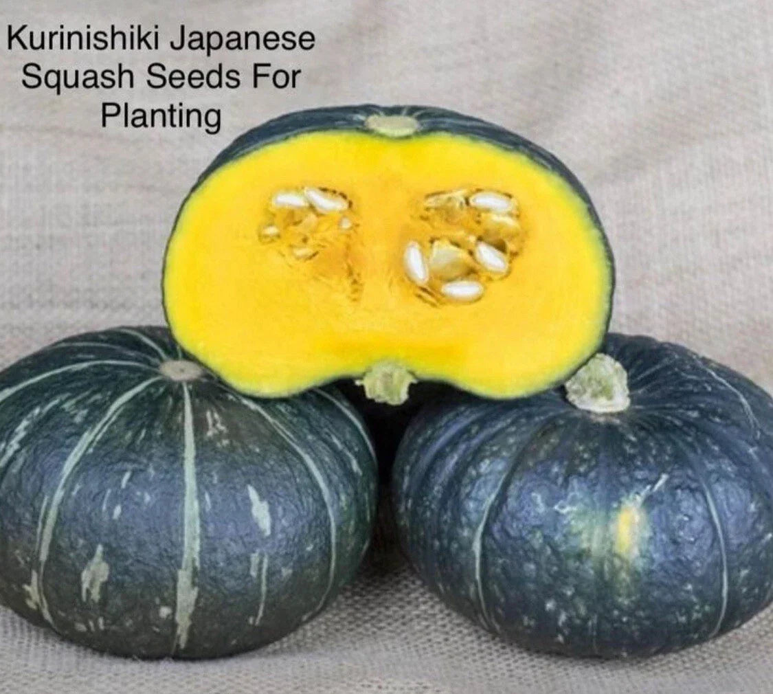 Kabocha Squash Seeds - 15+ Kurinishiki Asian Pumpkin Seeds | Cucurbita maxima