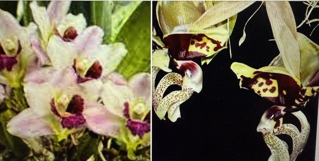 Orchid Plant Bulb Set – Stan Oculata & Harria x Ang. – Bare Root Epiphytic Orchids for Indoor & Outdoor Cultivation