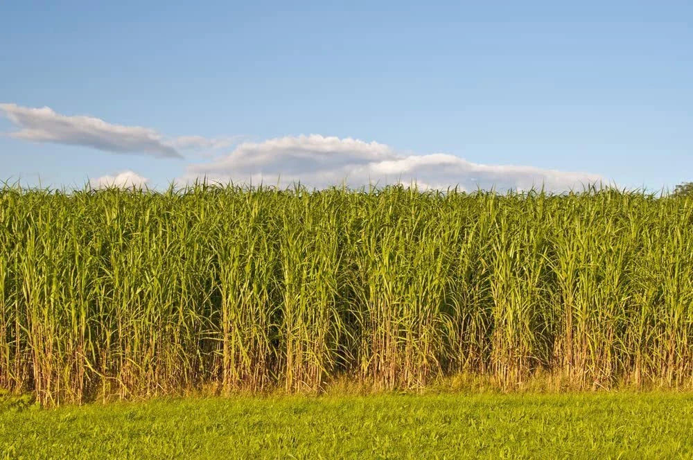 Switchgrass Seeds - 1,000 Count - Panicum virgatum Fast Growing Prairie Grass