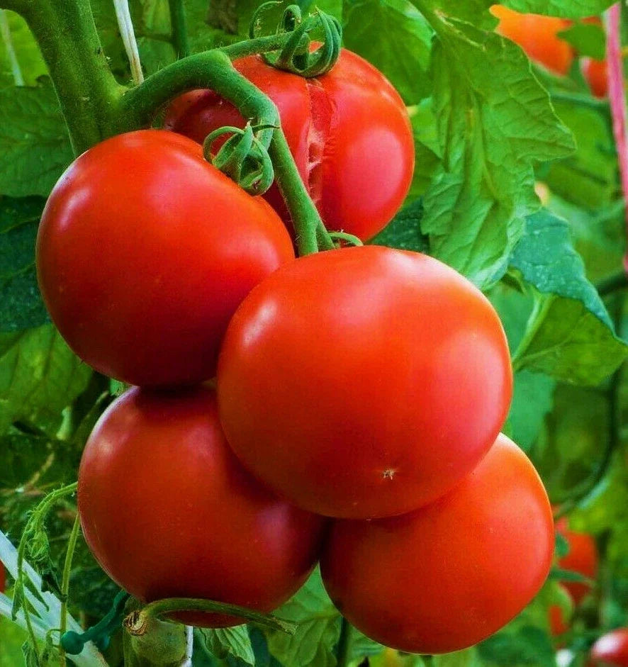 Ace 55 Tomato Seeds | Indeterminate Beefsteak Variety | Solanum lycopersicum | Heirloom Vegetable Seeds for Garden & Container Planting