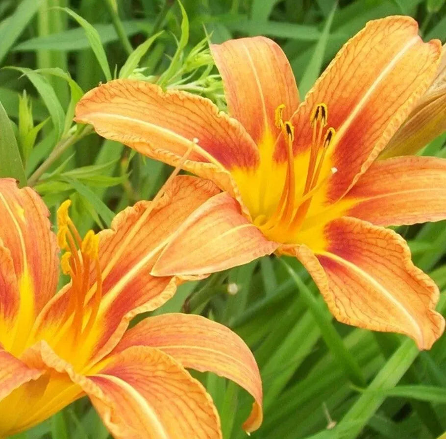 Daylily Plants - Bare Root Orange Lilies - Hemerocallis - Full Sun Perennials for Garden