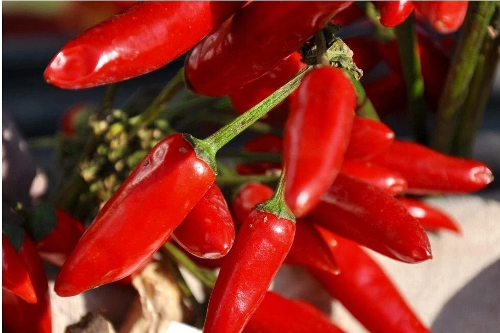 Tabasco Pepper Seeds - Organic Heirloom Non-GMO Capsicum frutescens for Spicy Home Garden or Container Growing