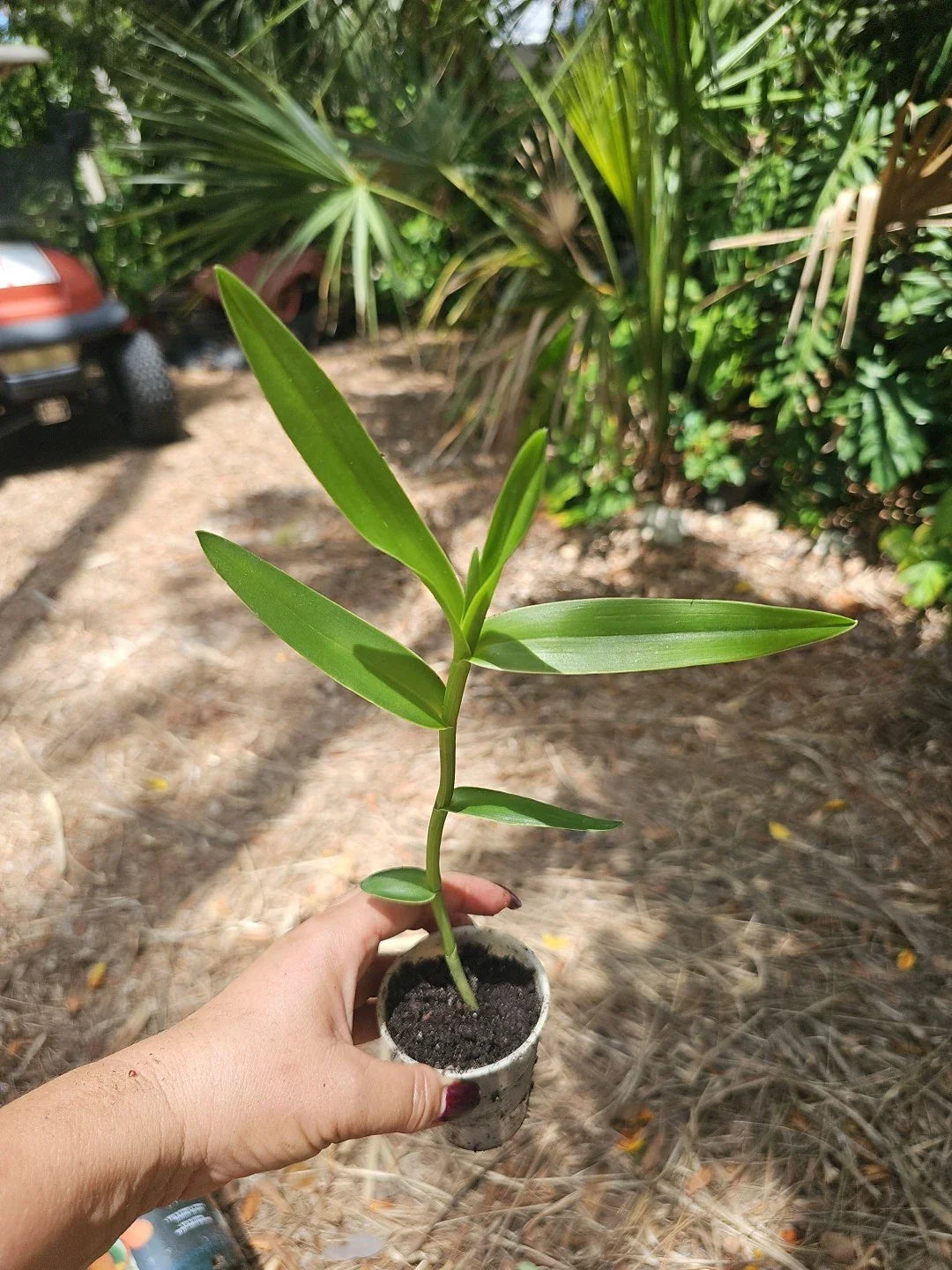 Epidendrum radicans Orchid Plant - Orange Dschungle Dancing Lady - Reed Stem Blooming Houseplant