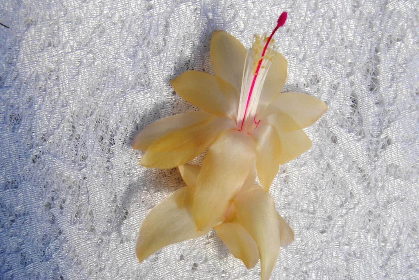 Christmas Cactus Starter Plant 4" Gold Butterfly Schlumbergera truncata - Healthy Well Rooted Plant