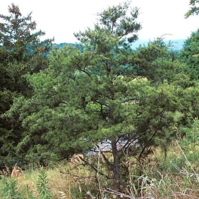 Jack Pine Tree Seedlings 12-18" Evergreen for Landscaping Pinus banksiana