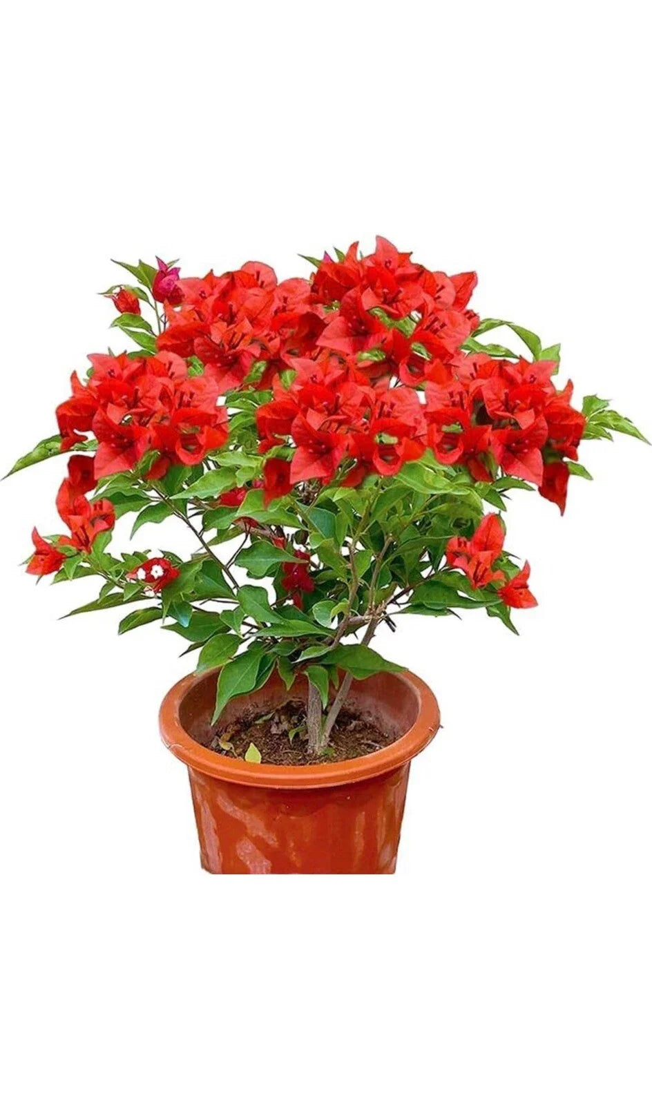 Jamaican Red Bougainvillea Starter Plant - Small Well-Rooted Bougainvillea glabra for Garden or Indoor Decor