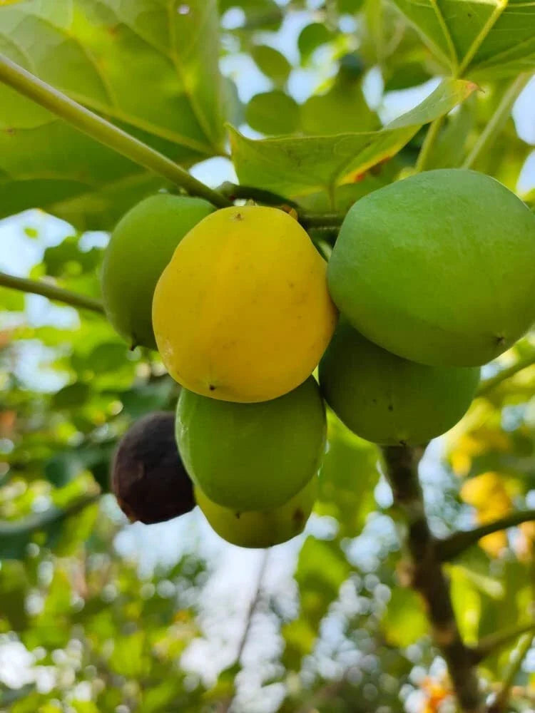 10 Barbados Nut Tree Seeds - Jatropha curcas - Tropical Oil Seed Plant - Hardy, Drought Tolerant, Fast-Growing