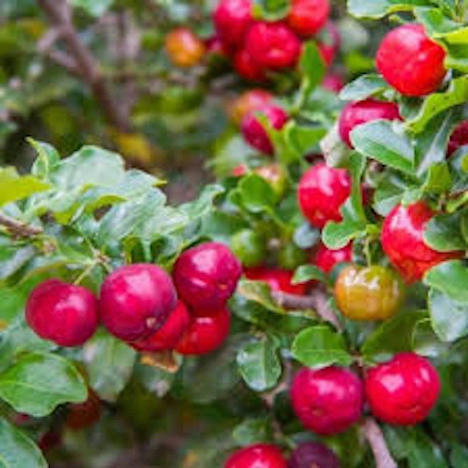 Barbados Cherry Tree Live Starter Plant 10 Pack, Edible Fruit, Tropical Shrub, Malpighia Emarginata, South Florida Gardening