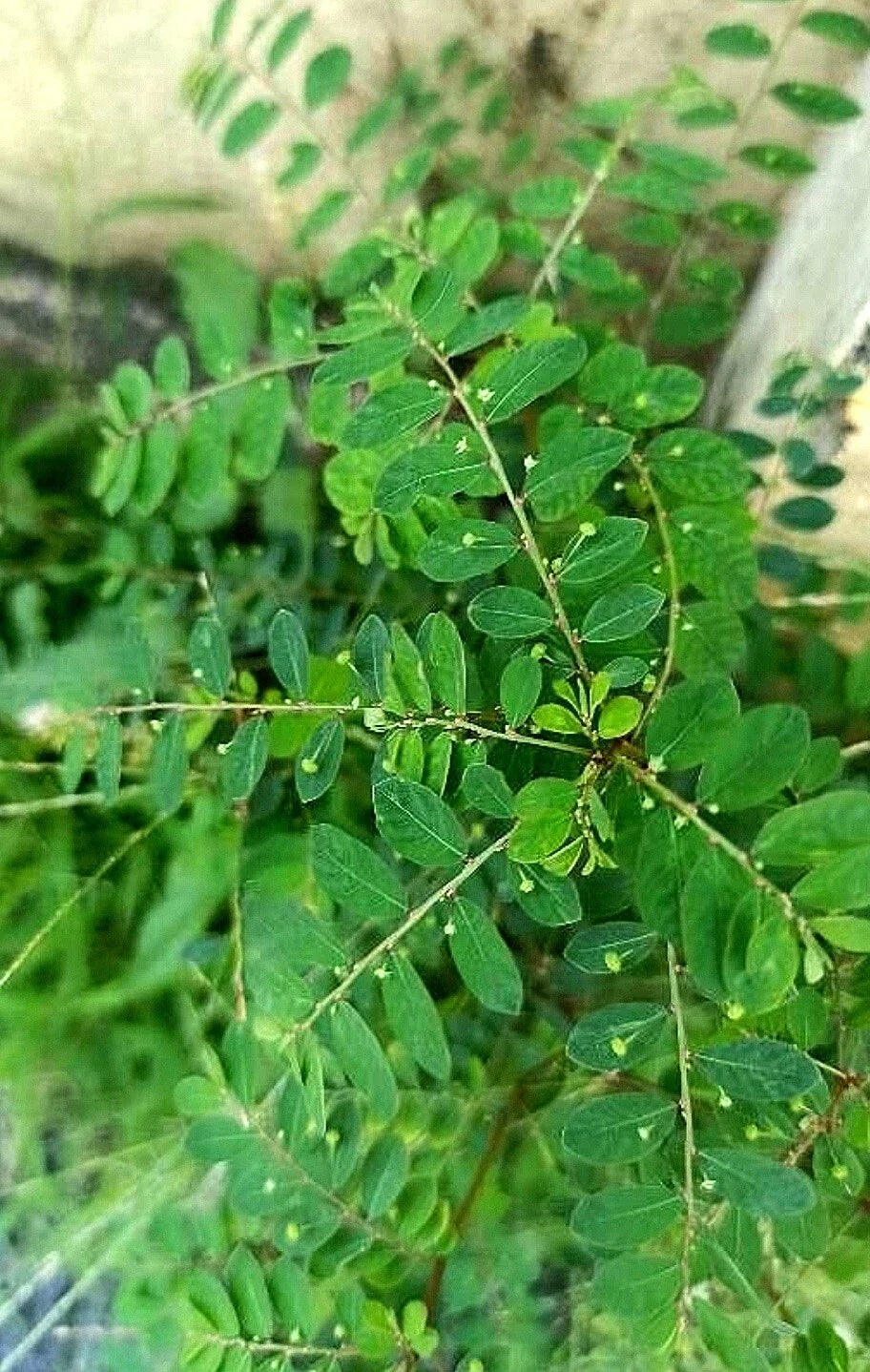 Organic Shanka Piedra Seeds | Herbaceous Annual | Phyllanthus niruri | Stonebreaker Herb for Herbal Remedies, 100 Seeds