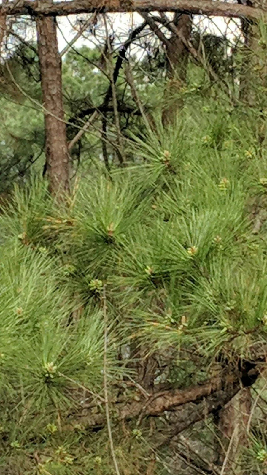 Loblolly Pine Trees 5-Pack | Fast-Growing Pinus taeda Seedlings for Reforestation & Privacy