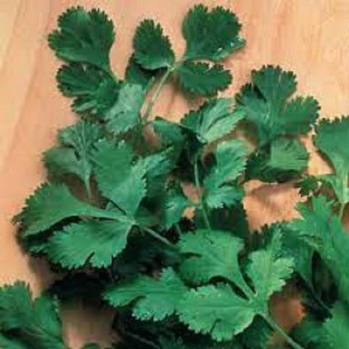 Organic Heirloom Cilantro Seeds - Slow Bolt Variety for Fresh Herb Gardening, Coriandrum sativum