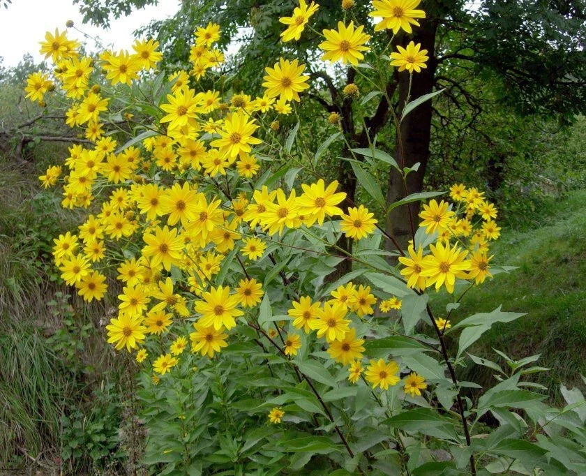 Jerusalem Artichoke Starter Live Plant Helianthus tuberosus Sunchoke Root Vegetable for Zone 3-9