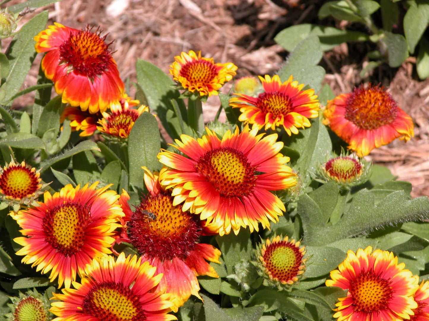 70 Seeds Blanket Flower Gaillardia aristata Drought Tolerant - GroCo USA
