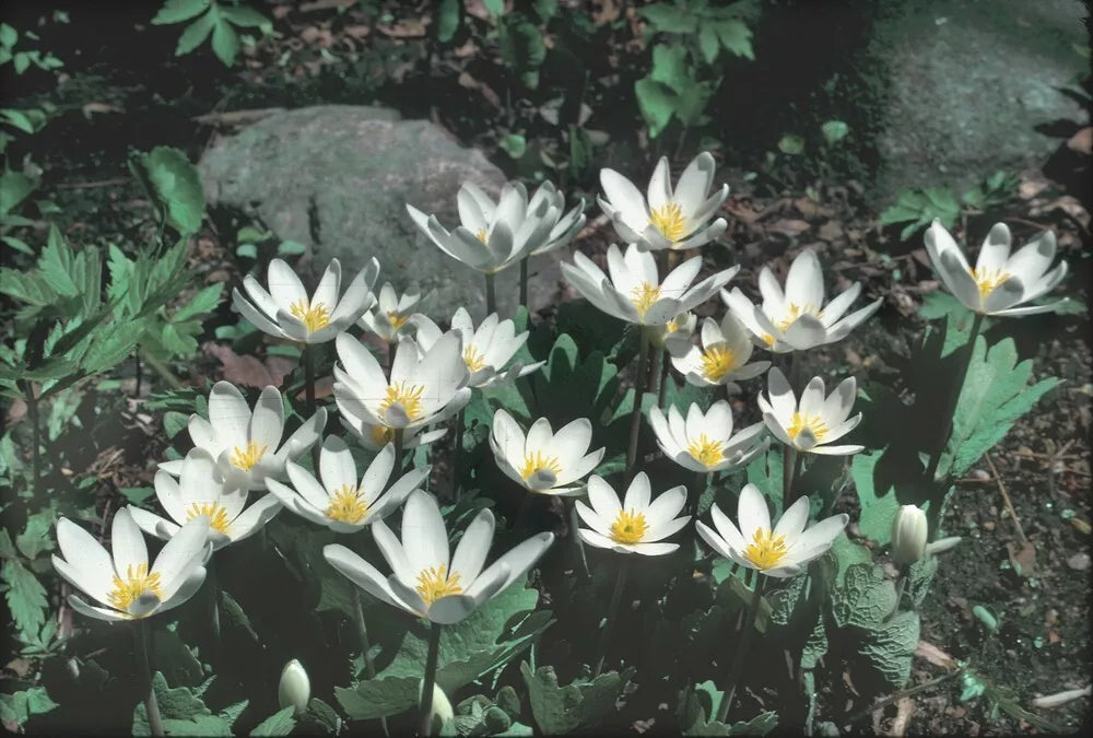 Wild Bloodroot Plant 10-Pack, Sanguinaria canadensis, Red Root, White Flowers, Appalachian Native, Perennial, Shade Garden