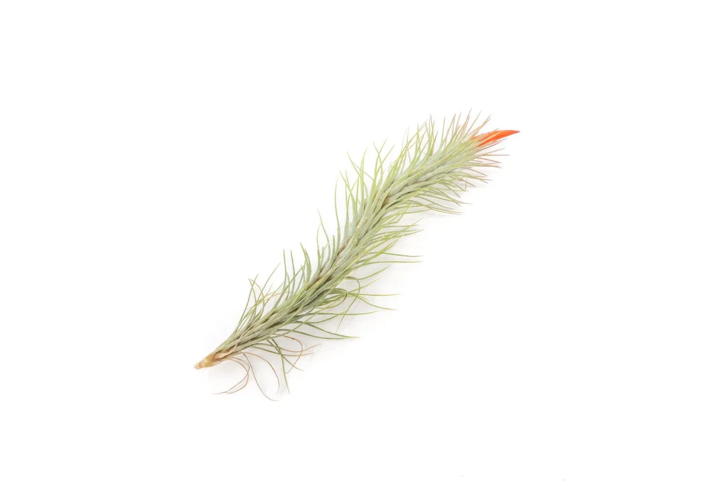 Pack of 5 Tillandsia Funckiana Air Plants - Easy Care Indoor Outdoor Live Air Plants