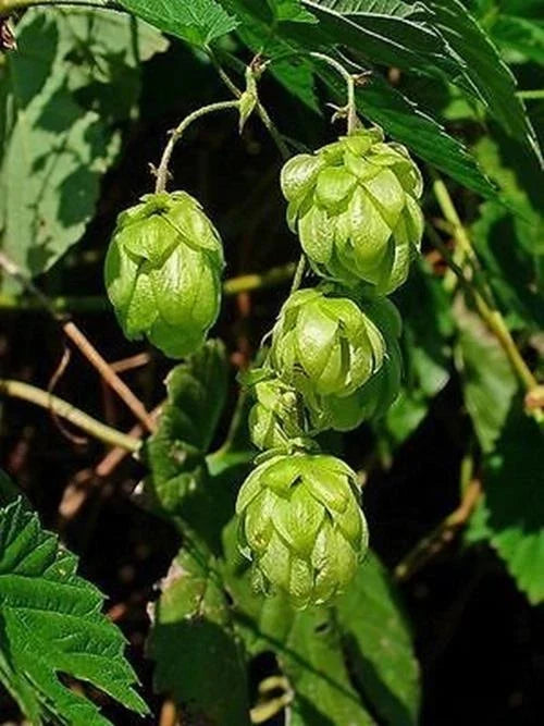 Common Hops Seeds - 25 Pack, European Humulus Lupulus, Climbing Vine for Beer Brewing, Aromatic and Bittering Qualities