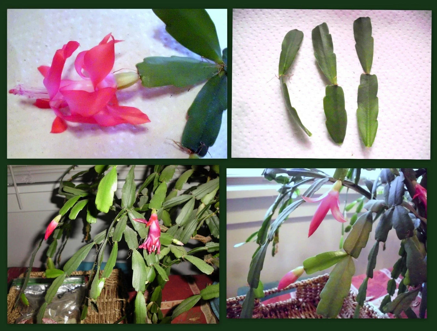 Christmas Cactus Cuttings 2-Segment Unrooted Propagation Schlumbergera Bridgesii Dark Pink