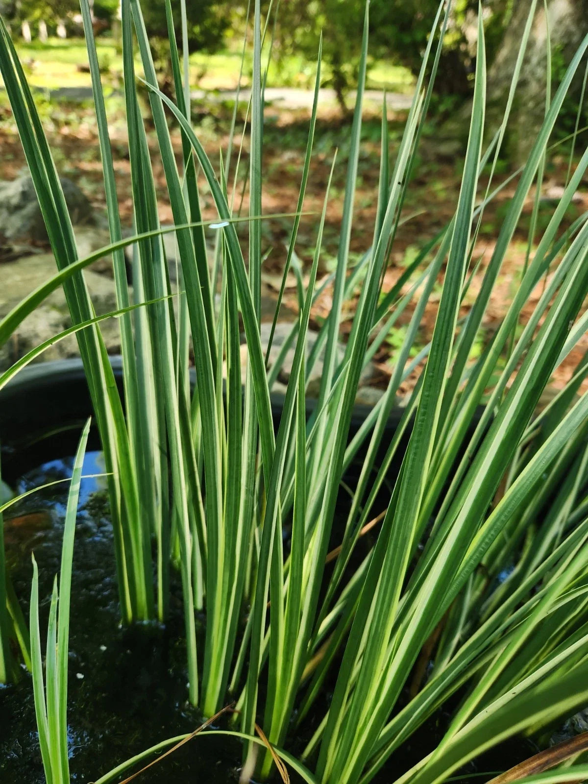 Variegated Sweet Flag Aquatic Plant - Bare Root 3 Pack - Acorus calamus 'Variegatus' for Pond Edges & Water Gardens