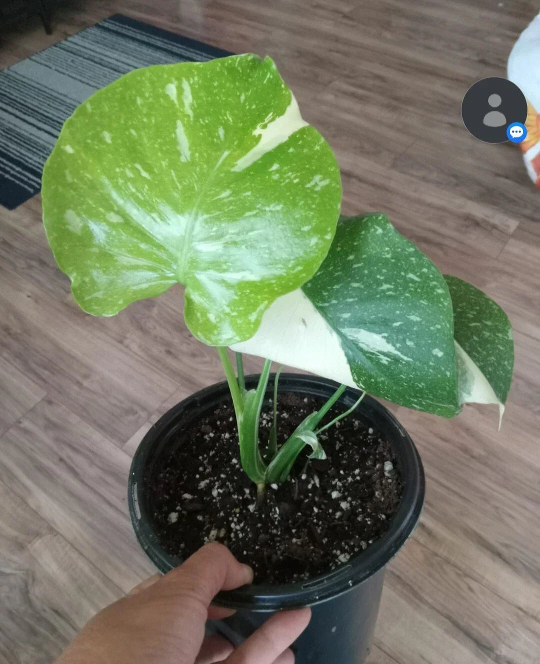Monstera Thai Constellation Live Plant - Variegated Monstera Deliciosa in Gallon Pot