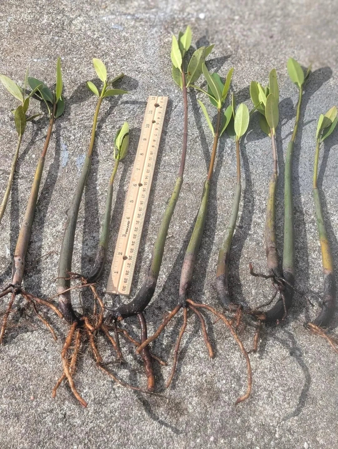 Live Red Mangrove Plants 5 Pack - Rhizophora mangle, 4" to 12" Rooted with Leaves for Coastal Gardens