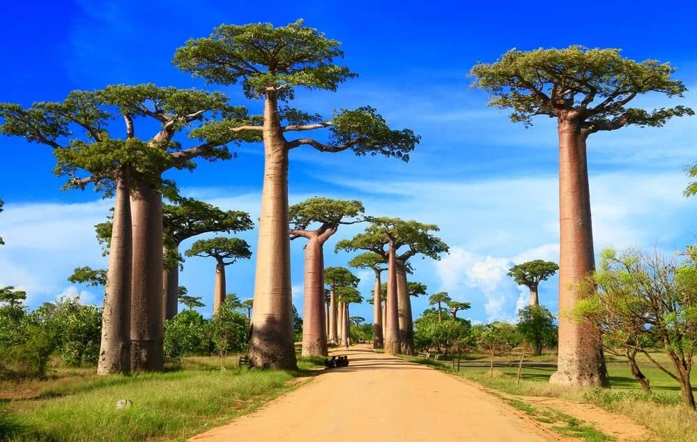 African Baobab Bonsai Tree Seeds - Adansonia digitata - Exotic Indoor/Outdoor Plant Seeds for Gardening & Bonsai Cultivation