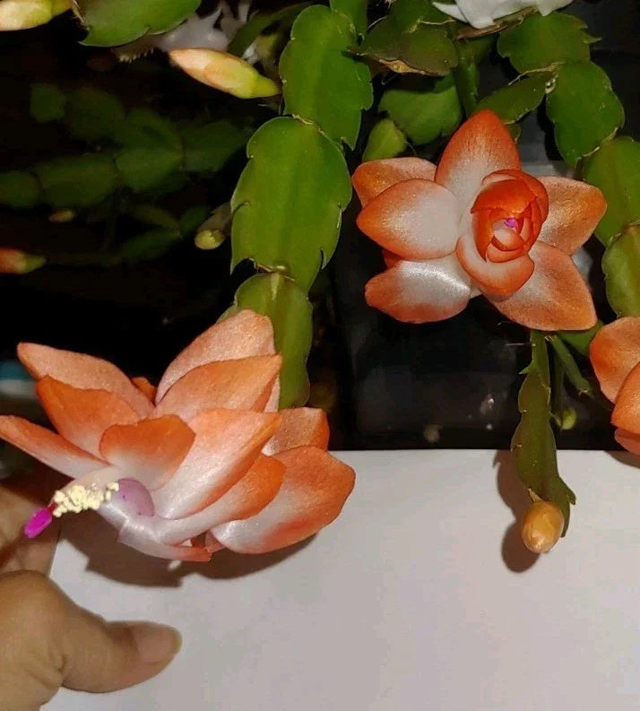 Christmas Cactus Cutting 2 Rooted Peach-Orange 'Olivia' Schlumbergera truncate Indoor Plant