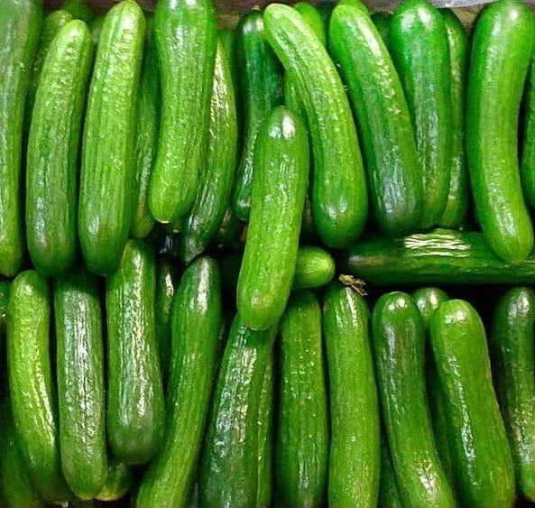 30 Alpha Cucumber Seeds - Persian Beit Alpha Cucumis sativus Heirloom Variety for Home Garden & Container Growing