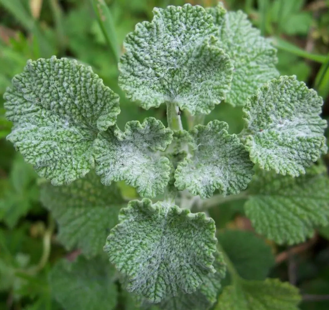 Horehound Seeds - 200+ Perennial Herb Marrubium Vulgare | Free Shipping