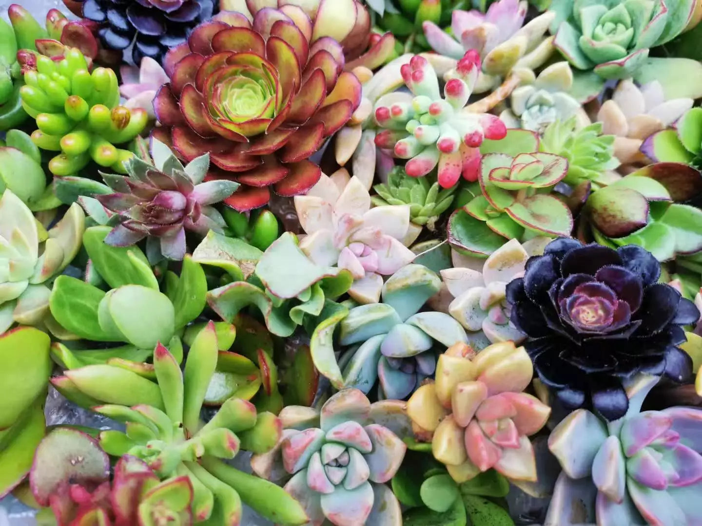 Assorted Succulent Cuttings - 20 Fresh Varieties for DIY Arrangements & Indoor Gardening - Succulents, Cactus, Echeveria, Aloe