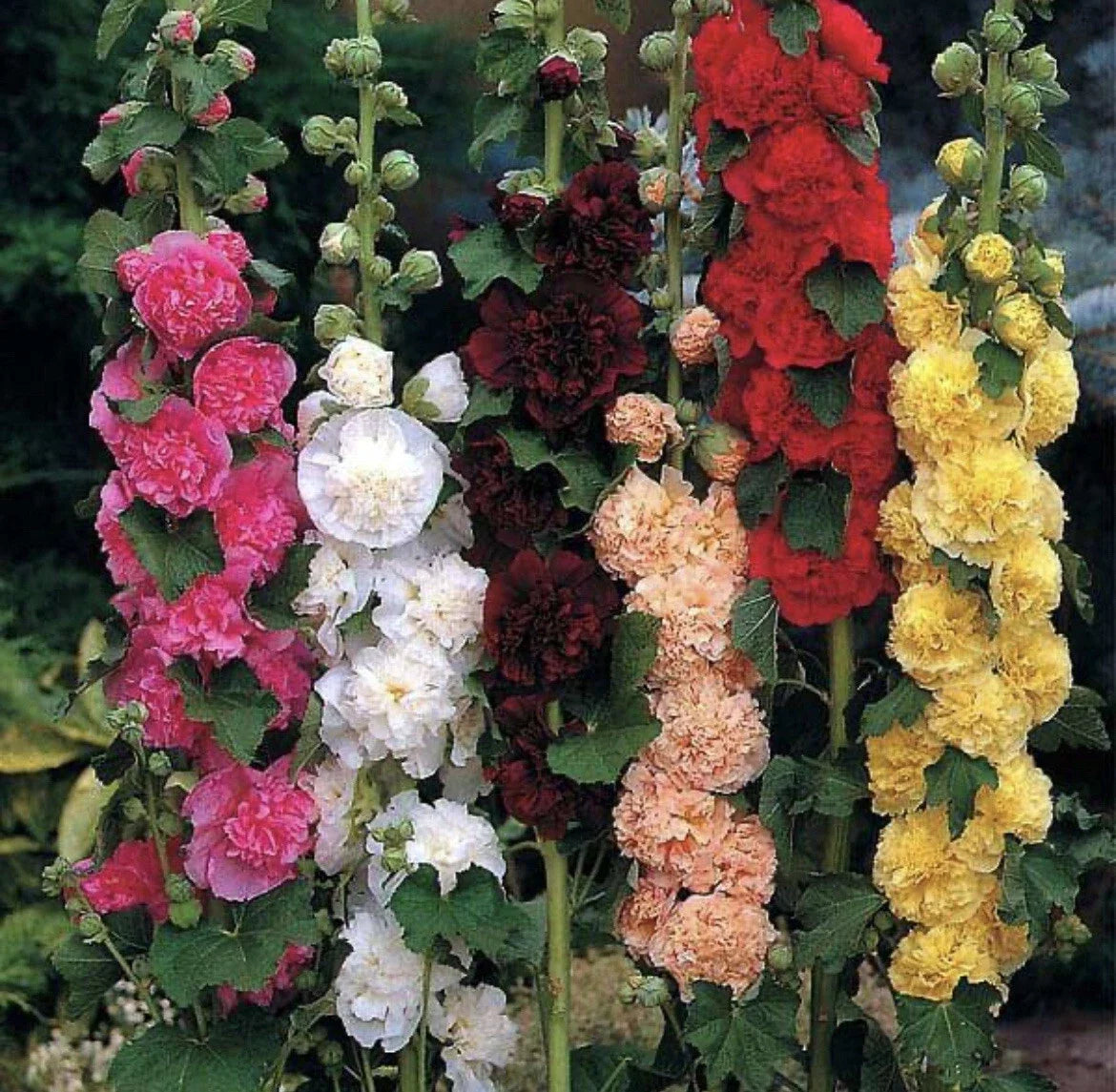 Hollyhock Seeds - Summer Carnival Mix, Non-GMO, Alcea rosea, Vibrant Flower Seeds for Borders & Cut Flowers