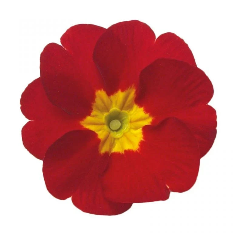 Primula Danova Red Seeds – 500 Pack, Vibrant Flowering Perennial, Hardy in Zones 4-8