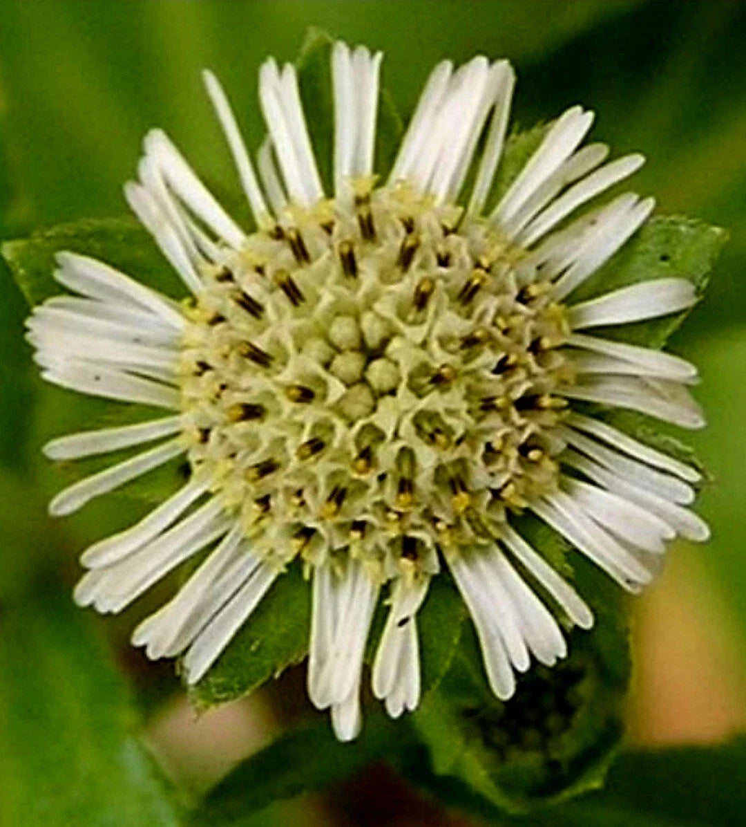 Eclipta Prostrata Seeds - 50+ Organic False Daisy, Yerba de Tago, Bhringraj Herbal Plant Seeds