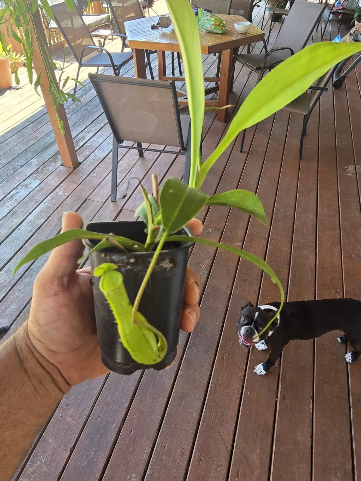 Tropical Pitcher Plant Nepenthes 6" Live Carnivorous Exotic Broadleaf Starter Pot