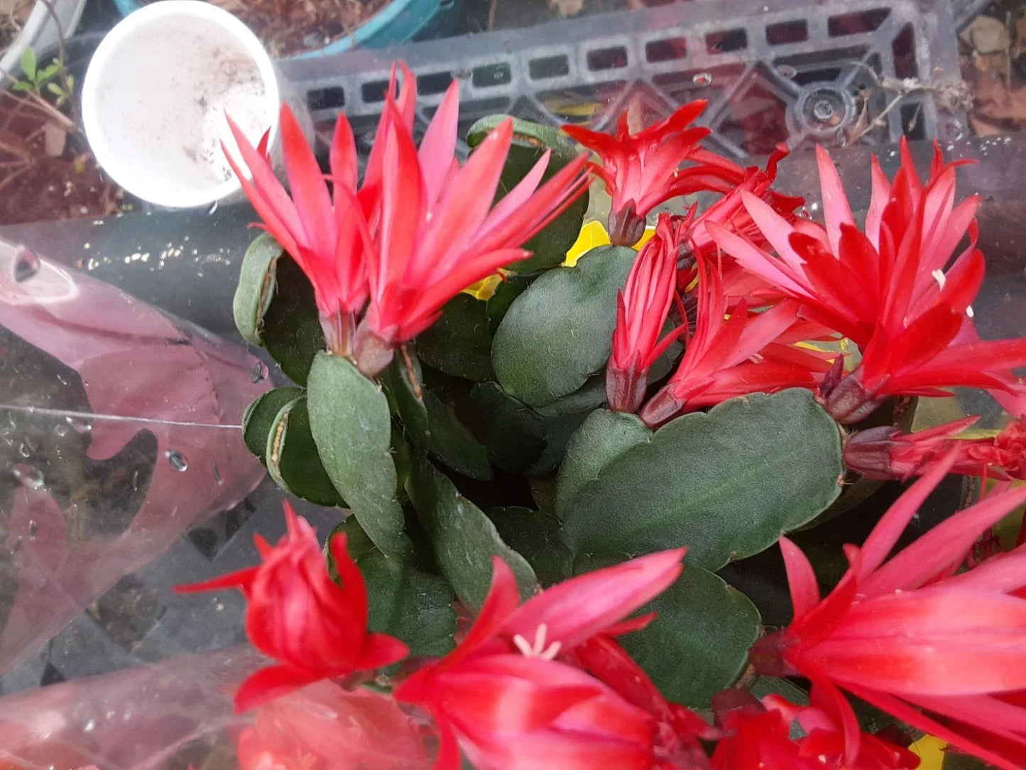 Red Easter Cactus Cutting - Schlumbergera truncata Succulent Plant for Propagation and Gardening