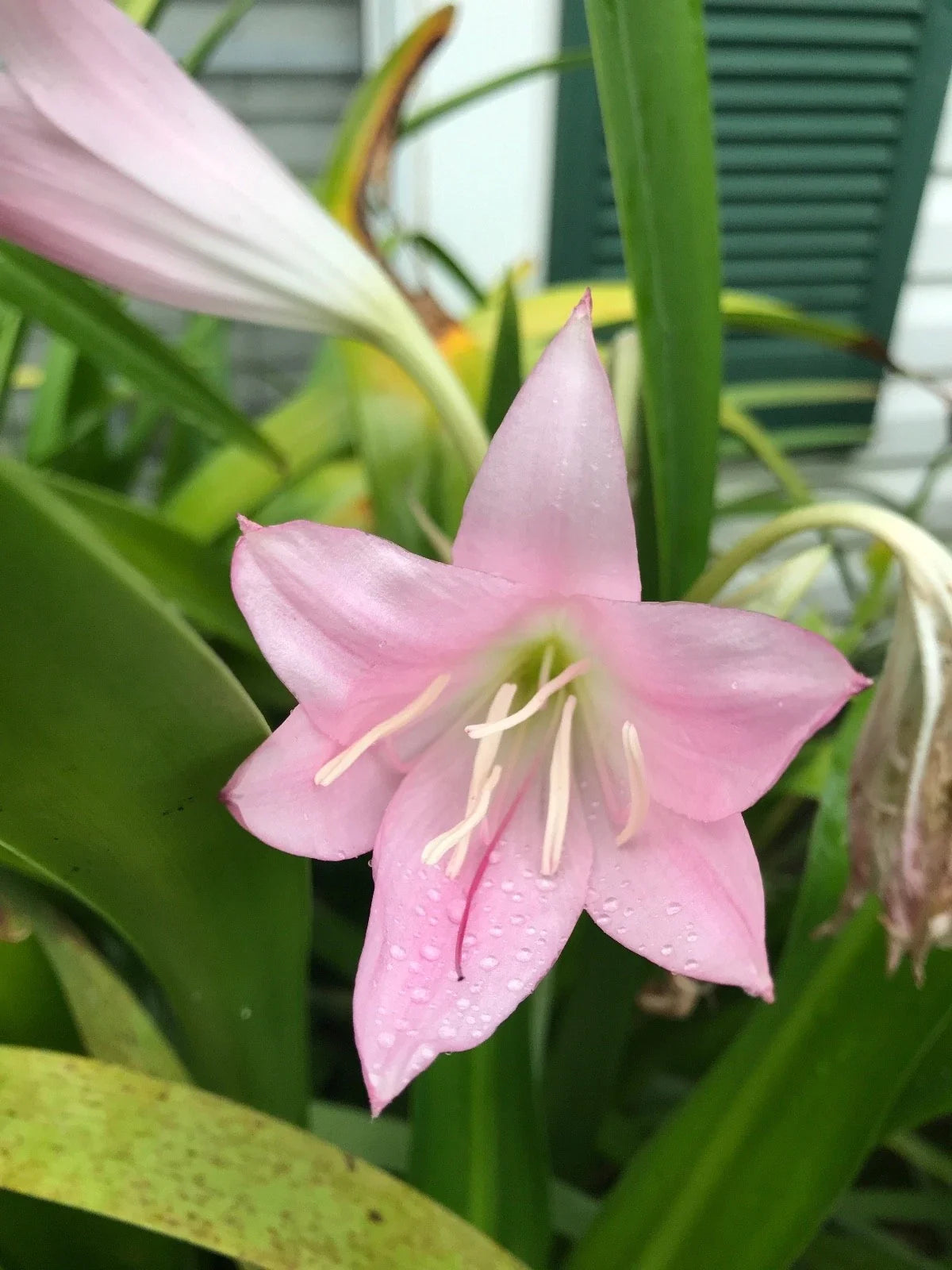 Combo 2 Pink Crinum Lily & Red Amaryllis Bulbs | 3+ Inch Hardy Perennial Outdoor Planting