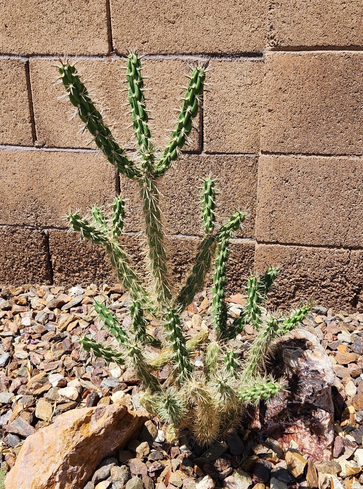 Cylindropuntia Imbricata Tree Cholla Cactus Cutting – Live Drought-Tolerant Succulent for Desert Gardens & Indoor Plants