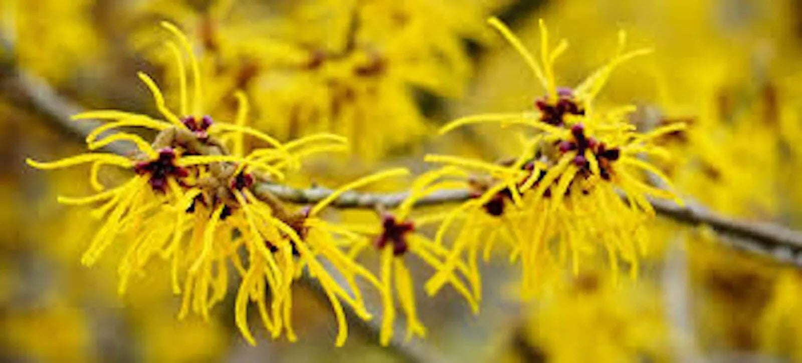 Witch Hazel Shrubs Bare Root 12-18in - Hamamelis virginiana - Deciduous Flowering Bushes for Garden Landscaping