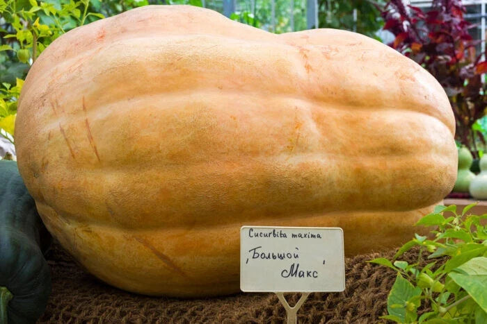 Big Max Pumpkin Seeds - 25+ Pack for Garden Planting, Cucurbita maxima, Heirloom, USA Grown, Giant Pumpkin, Vining, Autumn Display