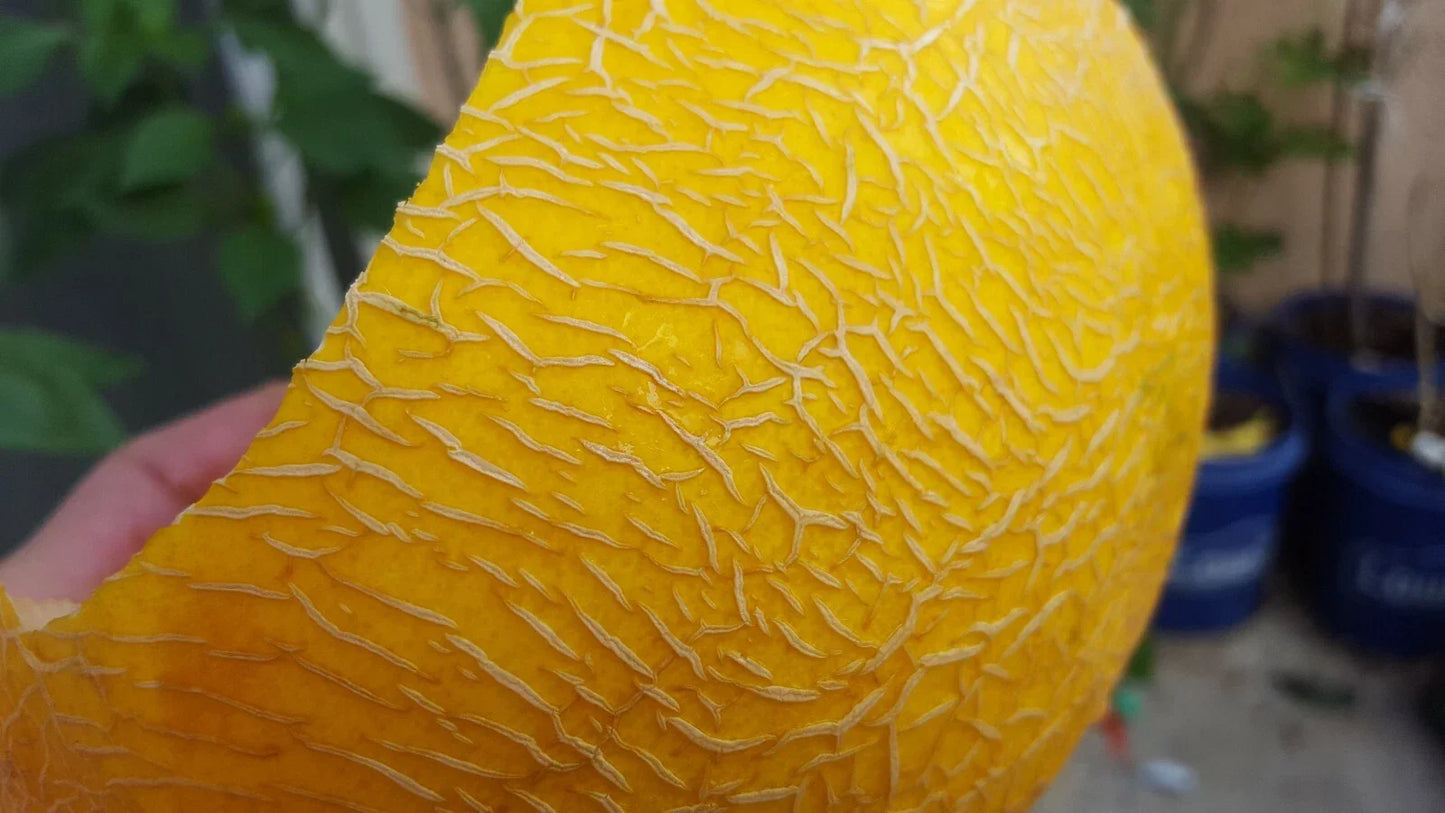 Canary Cantaloupe Seeds - 100+ Premium Yellow Melon Cucumis melo