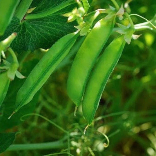 Austrian Winter Pea Seeds | Cold Hardy Shelling Snap Peas | Pisum sativum | Fast Shipping
