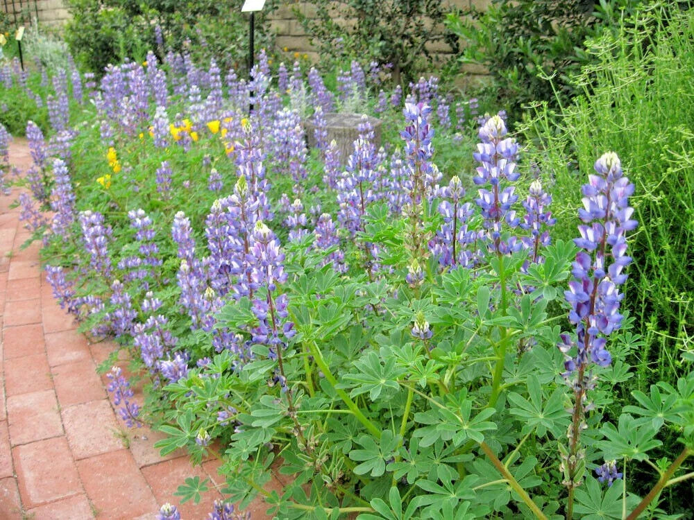 BLUE LUPINE Seeds - 125+ Native Wildflower Annual for Garden & Containers