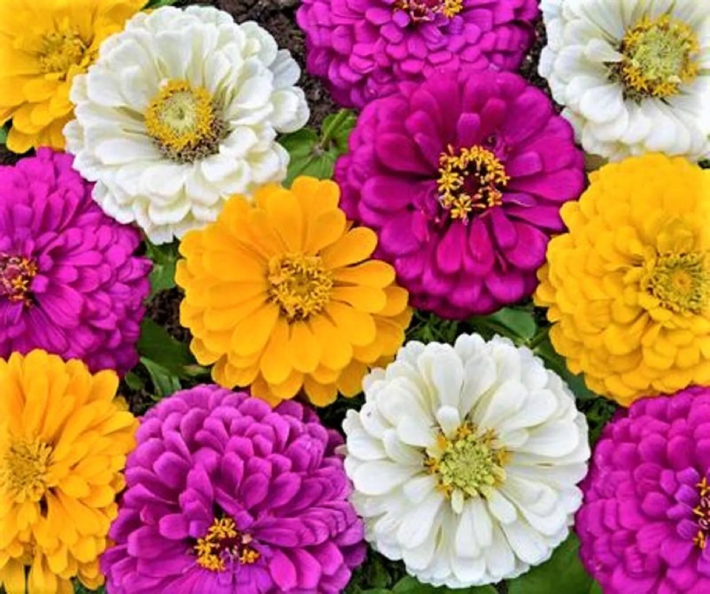 Mardi Gras Zinnia Seeds - Colorful Mix - Zinnia elegans - Garden Flower Seeds - Butterfly Attracting, Easy to Grow